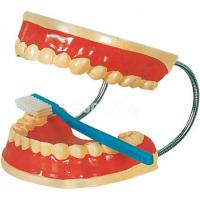 Dental care model